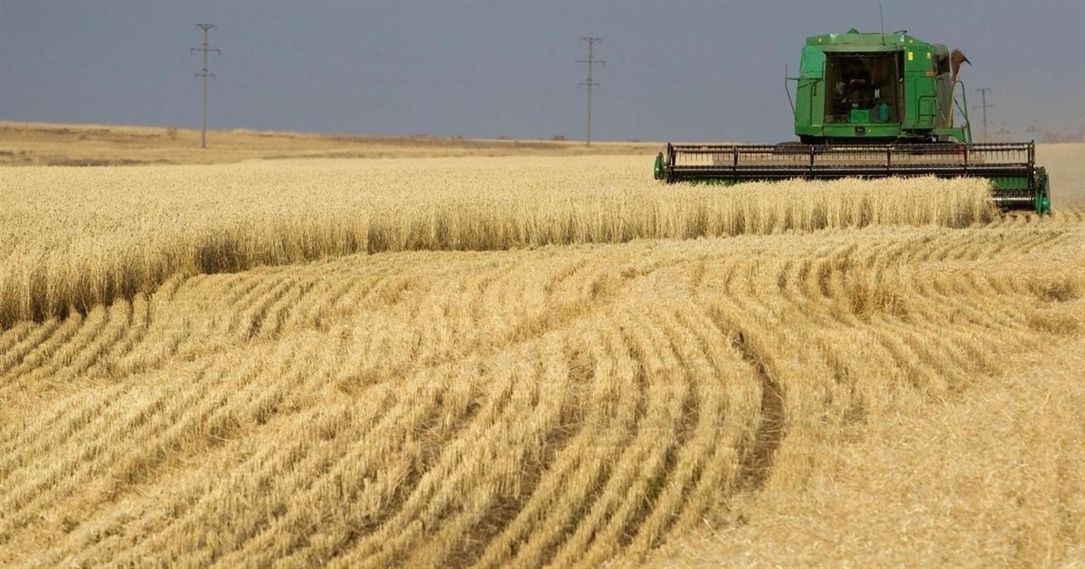 На Київщині аграрії завершили збір врожаю ранніх зернових культур: жнива йдуть за планом