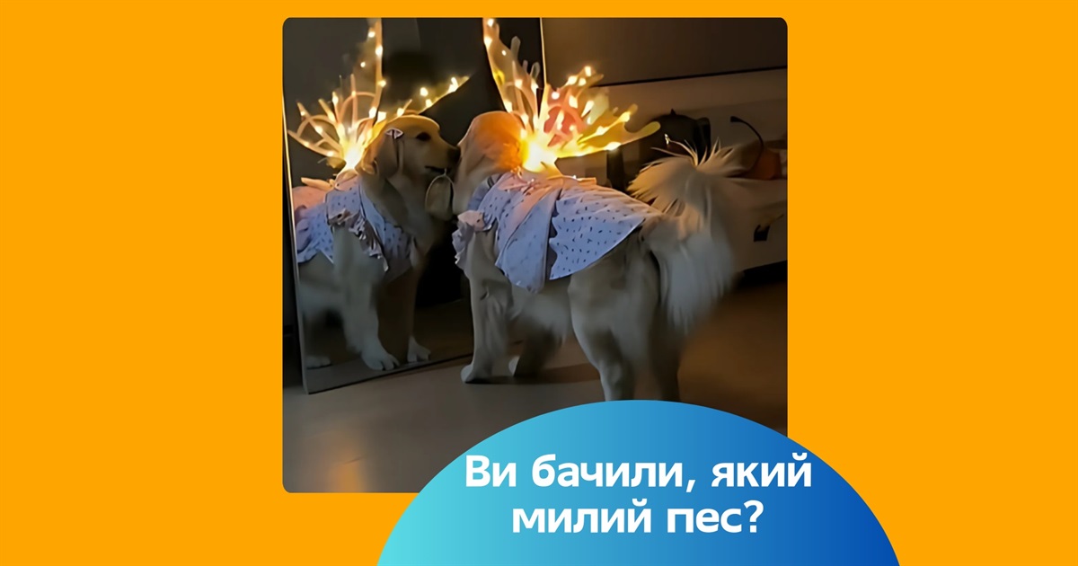 Песик з крилами метелика — це відео набрало більше 4 мільйонів лайків. Подивіться, яке воно миле