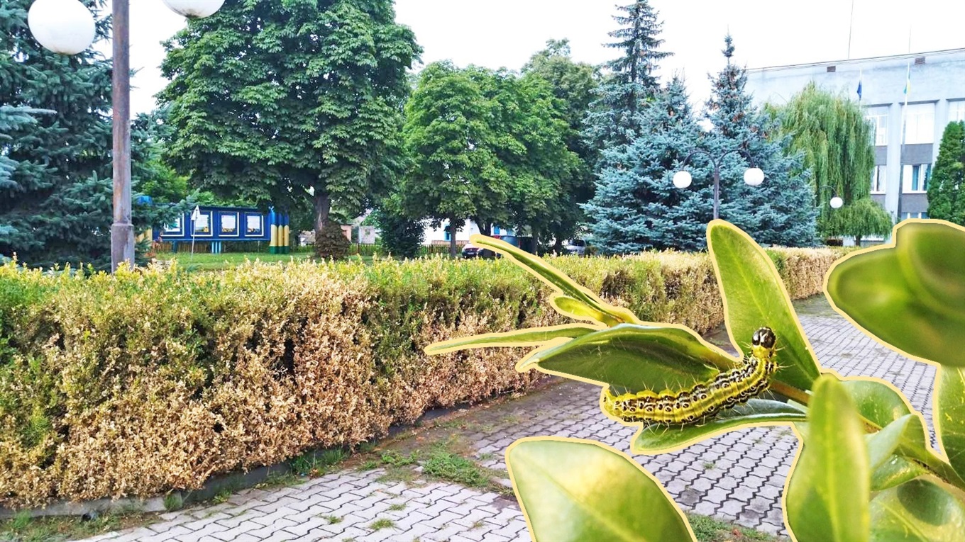 Самшитова вогнівка захоплює територію у Вараському районі