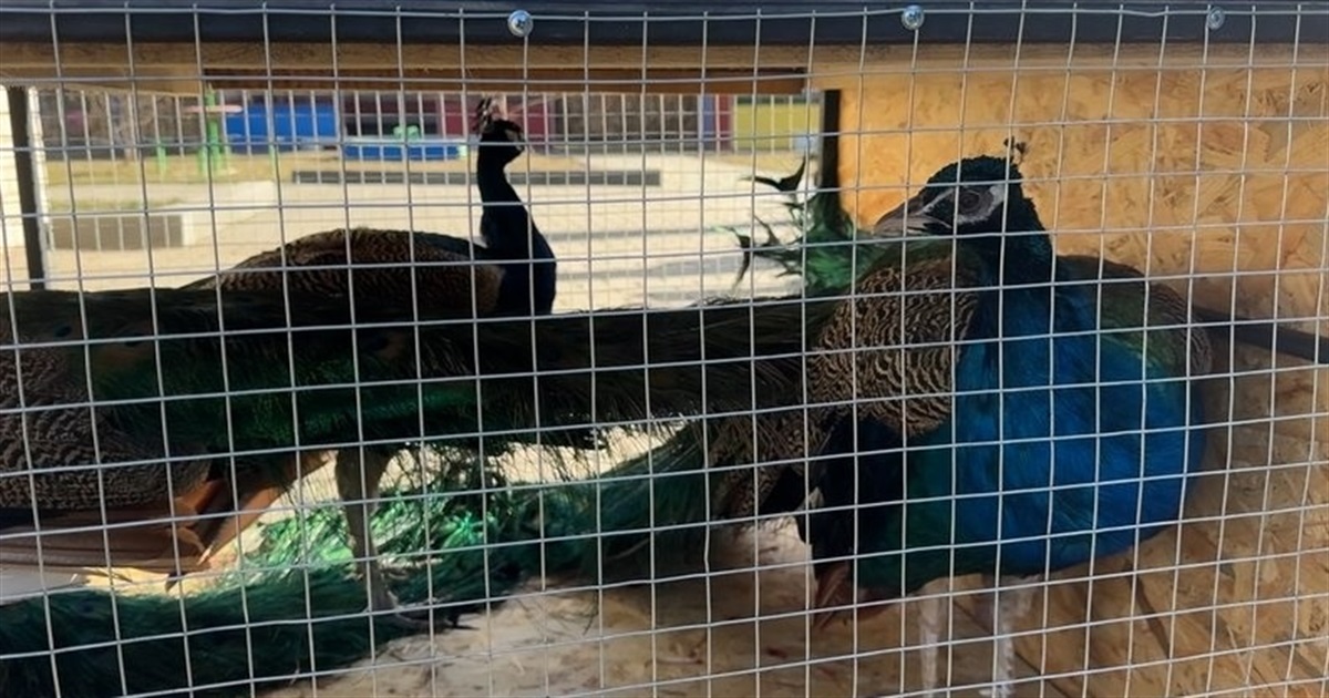 Із контактного зоопарку у Слов'янську вивозять тварин через наближення фронту. Деталі