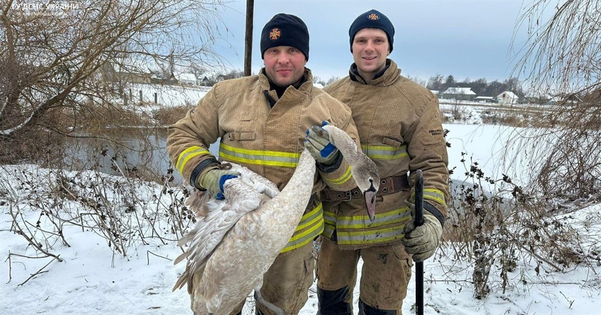 Лебедя на Житомирщині з крижаного полону визволяли рятувальники