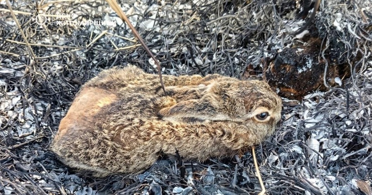 "Любителі дивитись, як воно горить": половина пожеж на Звягельщині через підпали трави