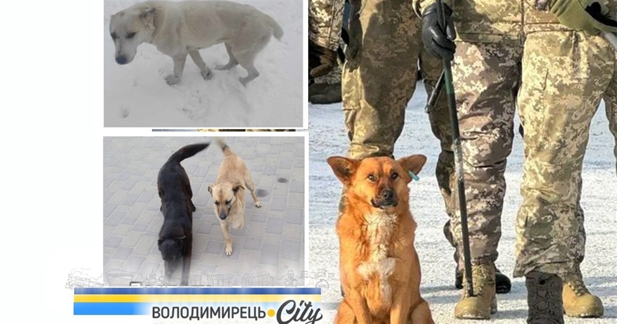 У Володимирці труять собак і котів - чи справді це так і у чому проблема? Шукаємо відповідей