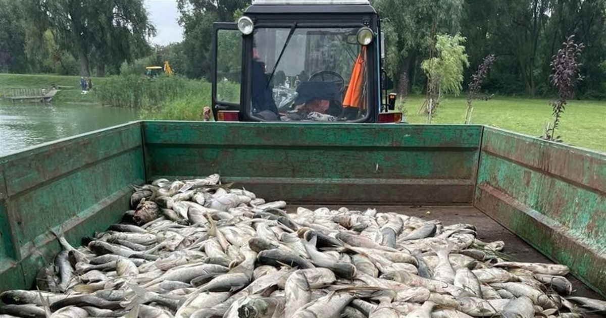 На озері у Борисполі масово загинула риба: міський голова відреагував на ситуацію. ВІДЕО