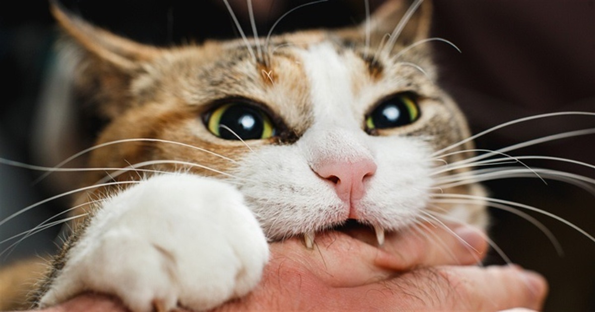 На Звягельщині підтверджено ще один випадок сказу у домашнього кота