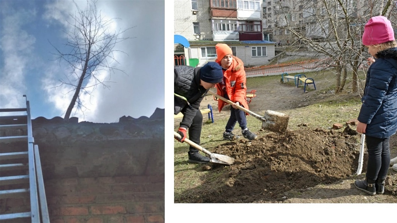 Юні жмеринчани врятували берізку: зняли з будівлі та висадили біля майданчика