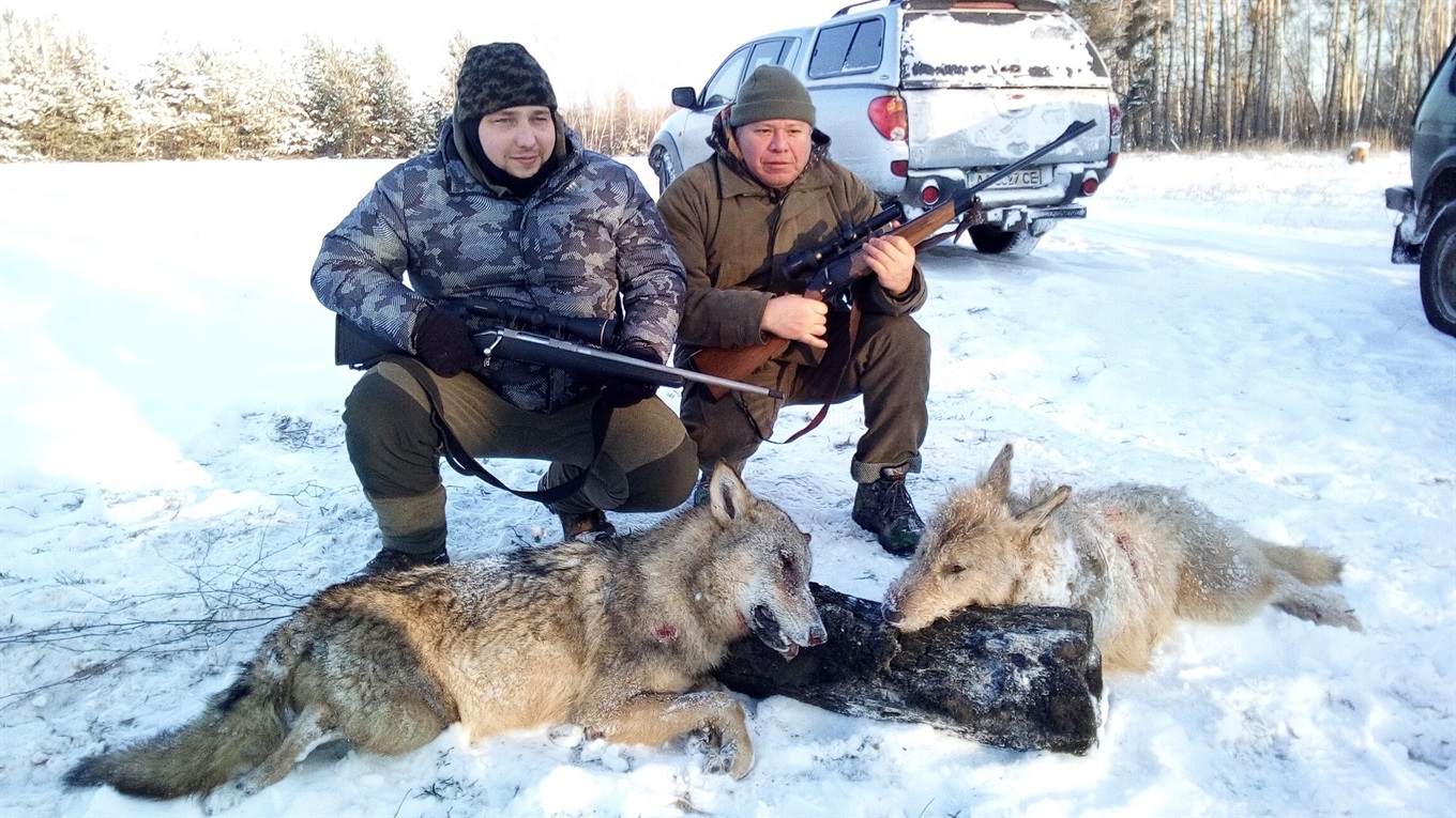 Від літа на Переяславщині вполювали дванадцять вовків