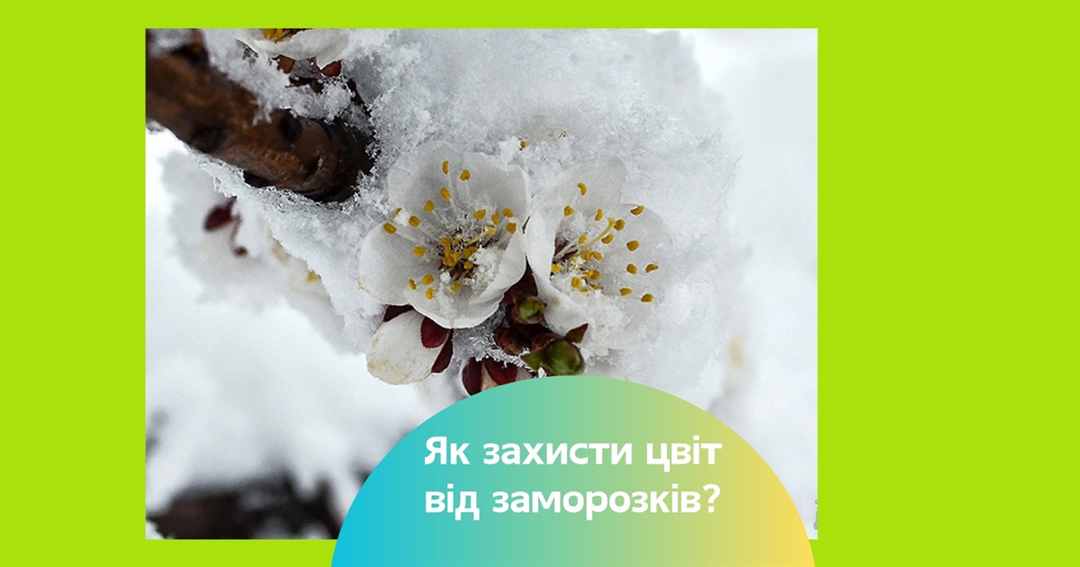 Як захистити дерева і кущі від заморозків? Поради для садівників