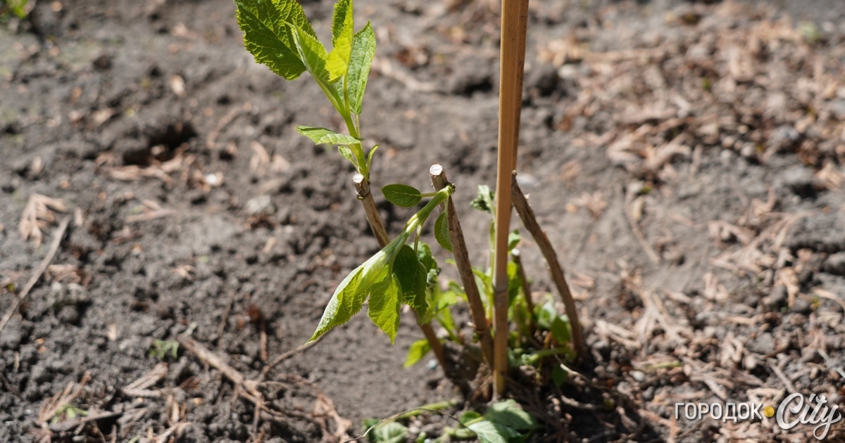 У Городку на клумбі біля Обеліску Слави невідомі вкрали 40 кущів