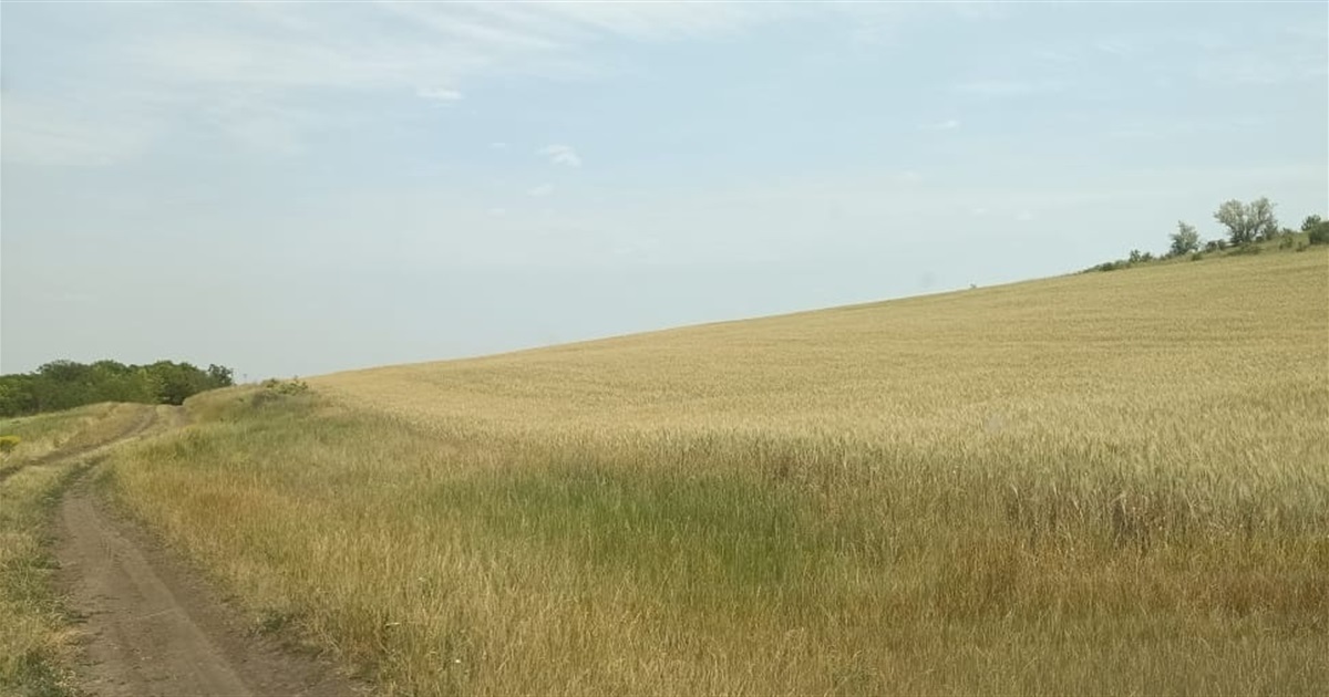 Заповідник під плугом: у Вознесенському районі незаконно розорали «Райдолинський степ»