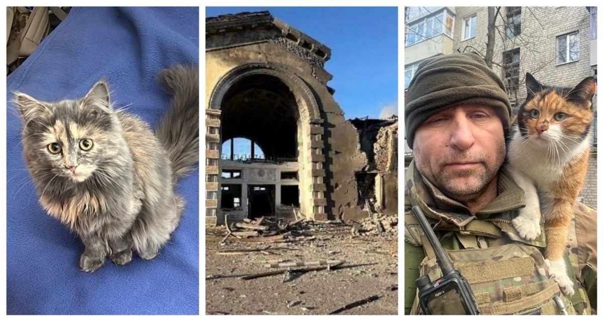 Підбірка бойових котиків: як чотирилапі тримають стрій разом із захисниками зі Жмеринки