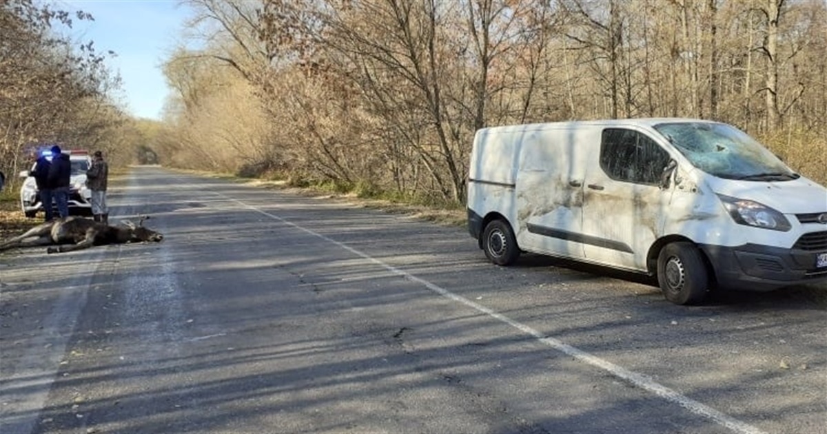 Лось вибіг на дорогу і в нього в'їхала автівка. Тварина загинула на місці події