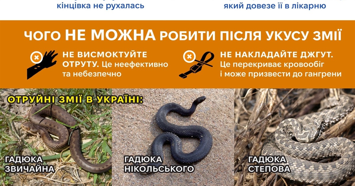 Як уникнути укусу змії та що робити, якщо вас вкусила гадюка