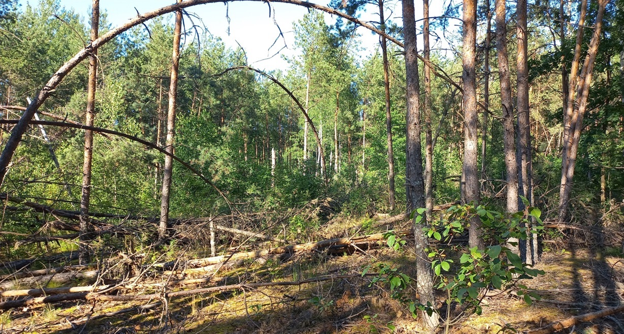 новини Шостки