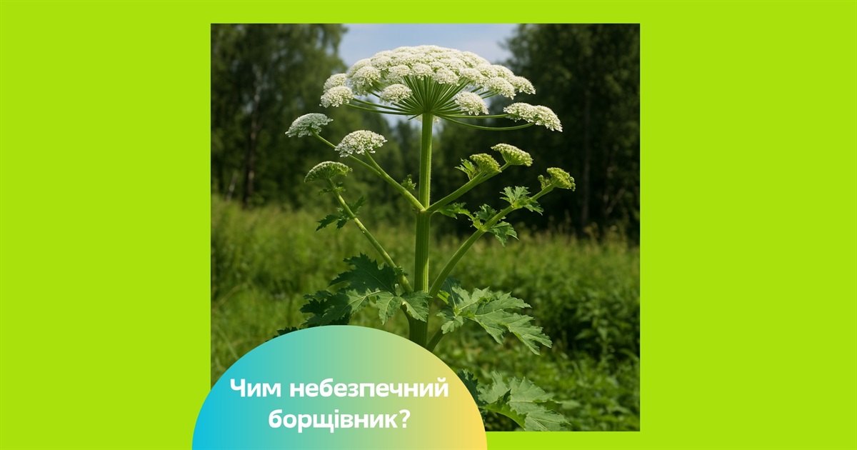 В Україні квітне борщівник. Чим цей бур'ян небезпечний для людини і як врятуватись від опіків