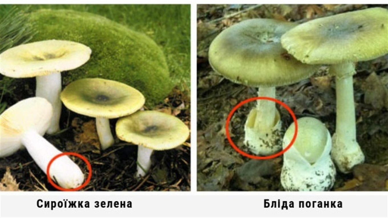 За 18 днів у Жмеринці зафіксували 10 випадків отруєнь грибами: одну дитину перевели в реанімацію