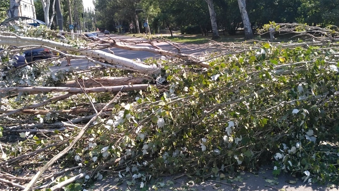 Огромный тополь упал на дорогу