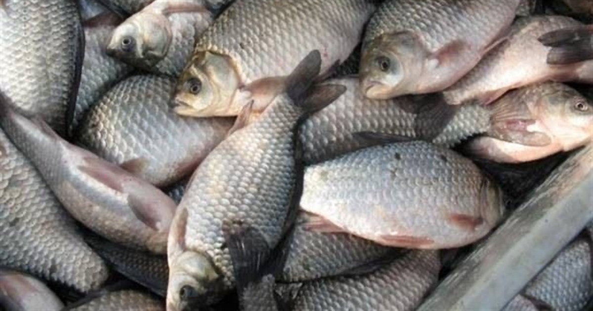 Городоччанку оштрафували за продаж риби без документів