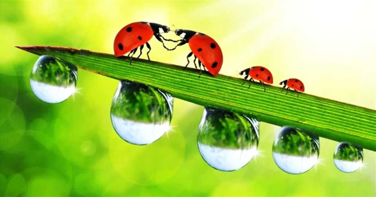 Найближчими днями в області трохи дощитиме: прогноз погоди