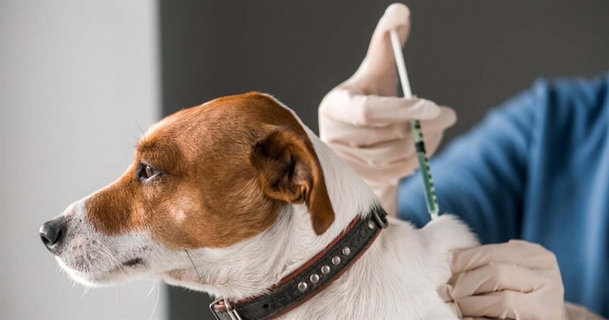 У Звягелі 29 листопада проведуть щеплення тварин від сказу: адреси вакцинації