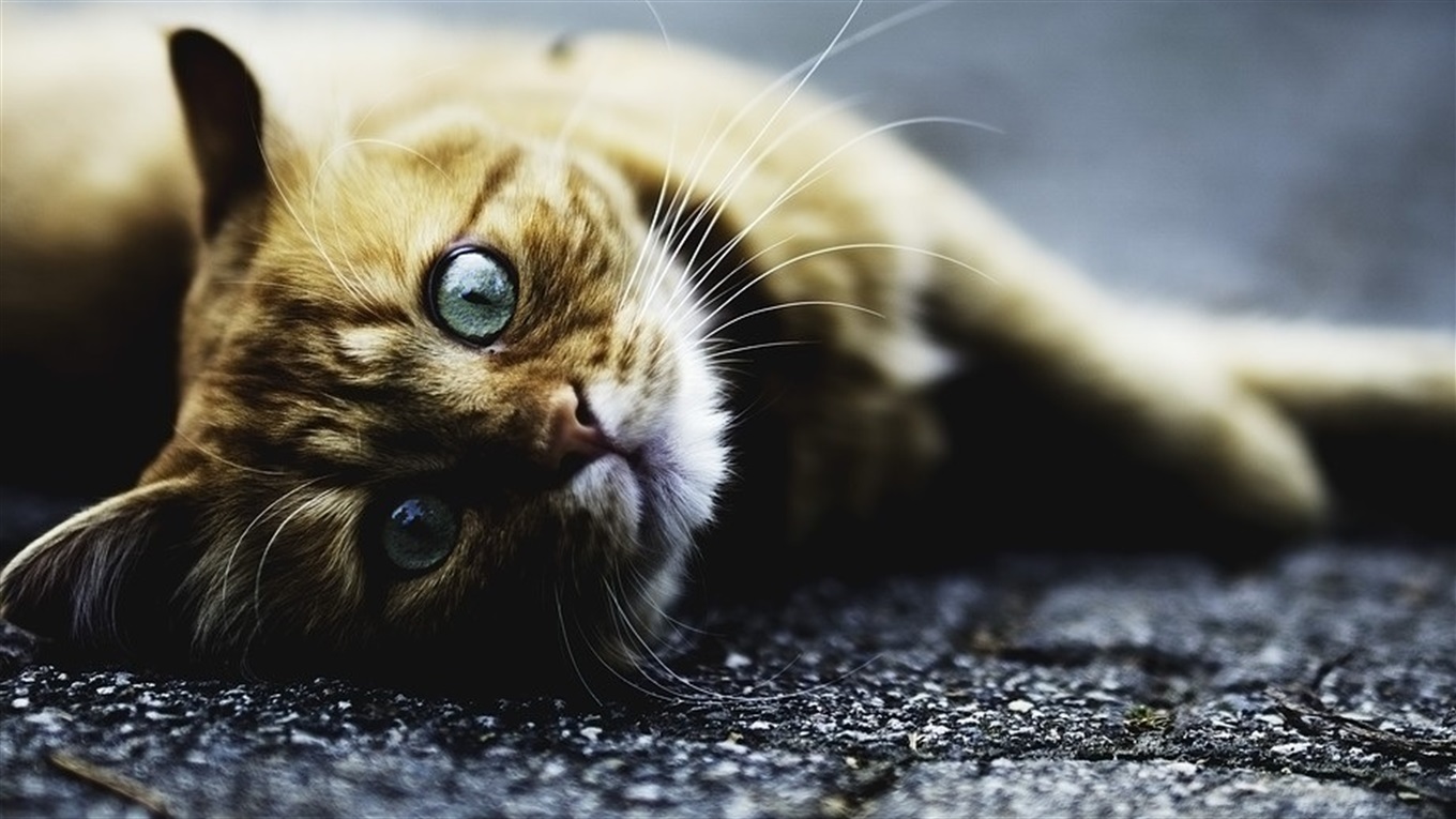 Руде кошеня