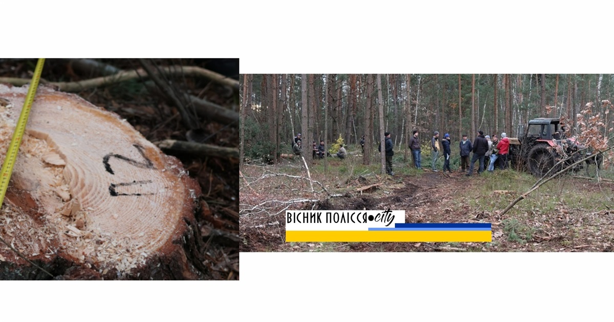 Довговільський ліс: суд виніс ухвалу чоловіку, якого затримали на місці