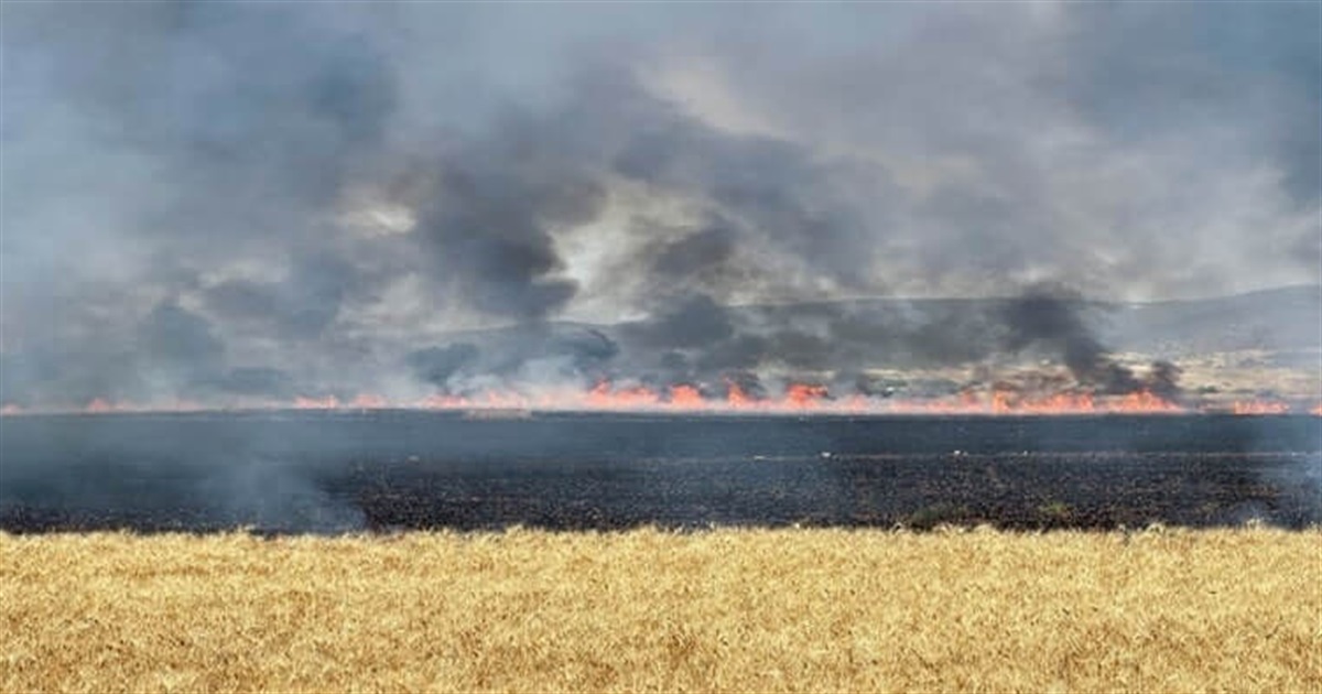 Жнива війни: як посуха і бойові дії вплинули на врожайність на півдні