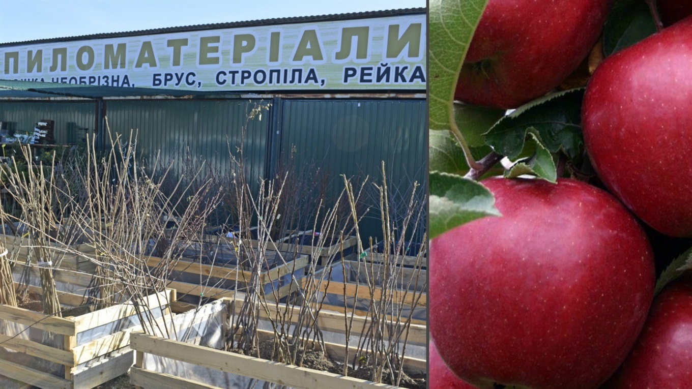 Саджанці яблунь, горіхів, груш, черешень пропонують у Жмеринці за хорошими цінами
