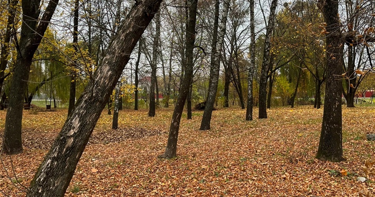 Понад двадцять дерев зріжуть у переяславському парку "Космонавтів"