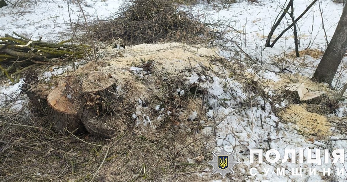 За чотири спиляні дерева жителю Штанівки загрожує до трьох років в’язниці