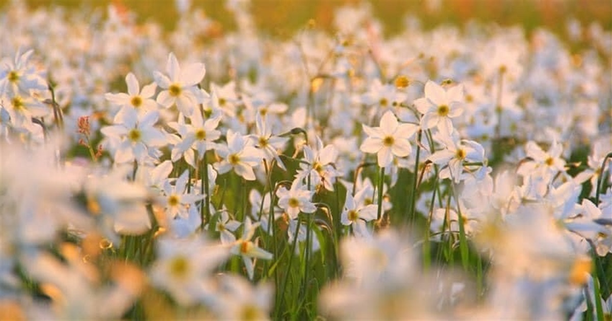 Долина нарцисів 2026 — коли зацвітуть, нові правила та ціни на вхід