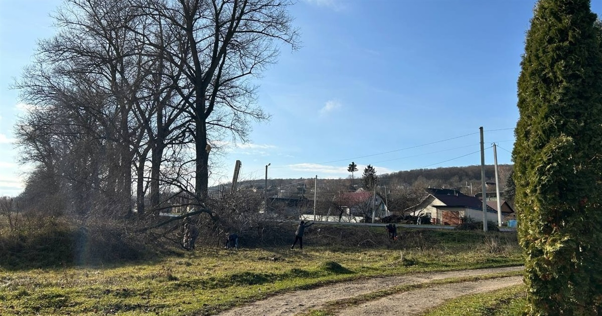 У Городку та селах громади зріжуть аварійні дерева. Де саме