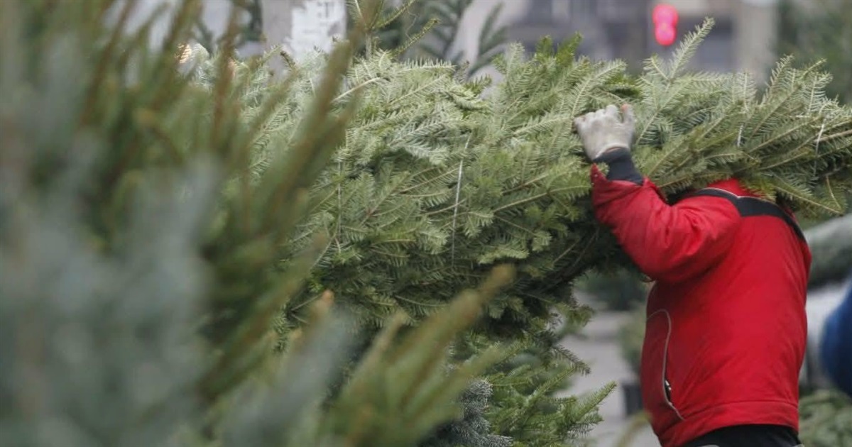 У Звягелі розпочався продаж новорічних ялинок та сосен: де купити та скільки коштує