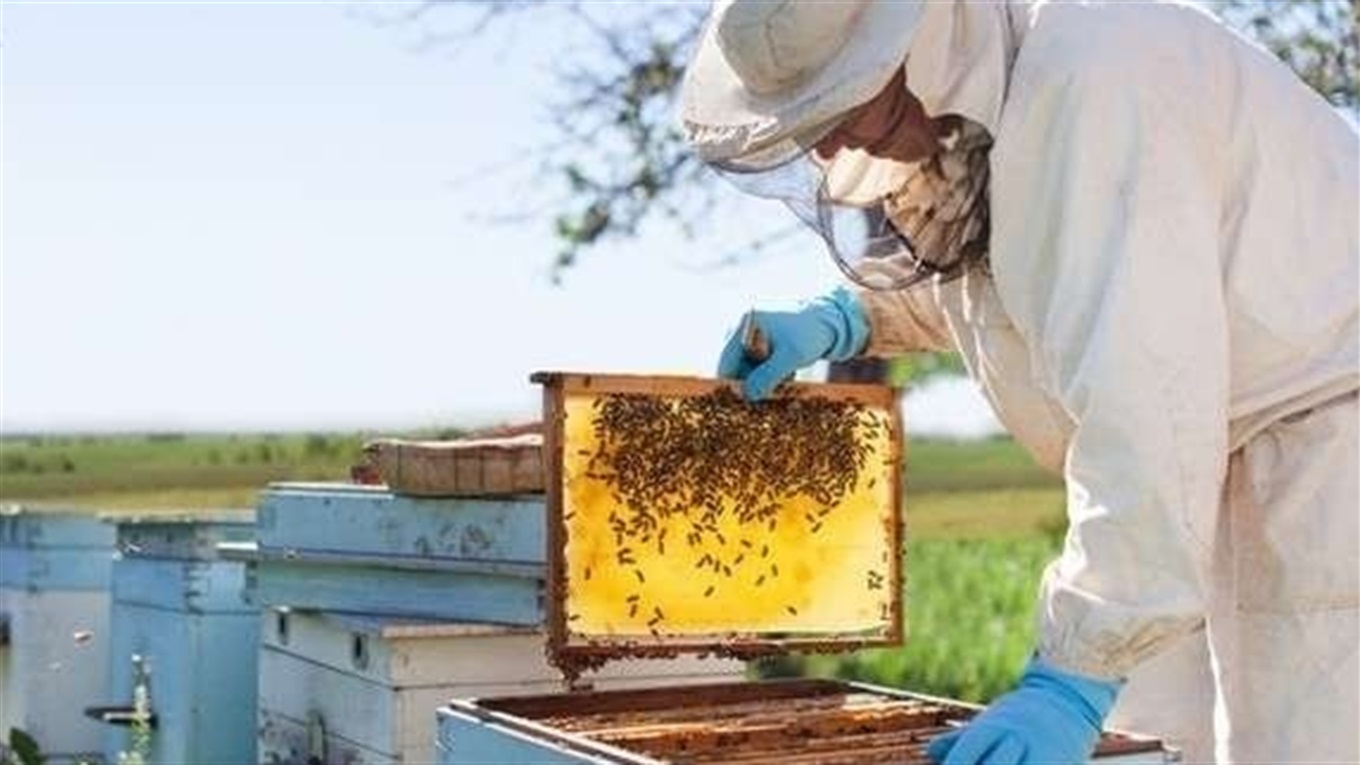 Мертві бджоли не гудуть... У селі Клинове отруїлося 40 бджолосімей