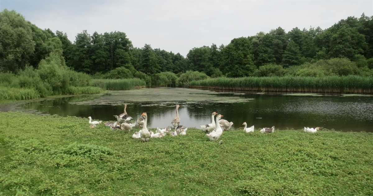 Сільські історії