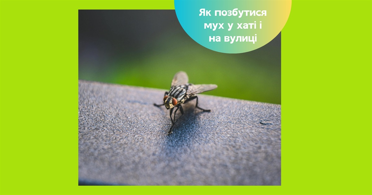 Як позбутися мух у приміщенні та на вулиці — перевірені способи та поради