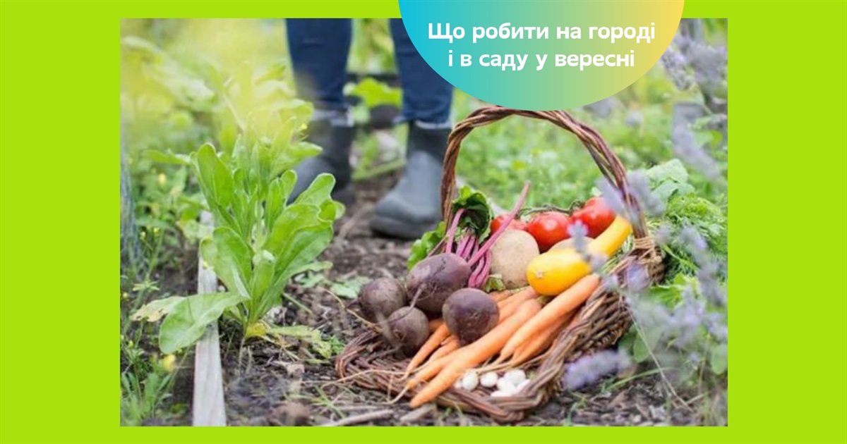 Посівний календар на вересень 2025: коли готувати сад і город до наступного року