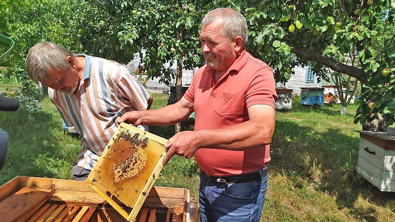 Де шукати бджіл і правду пасічникам, в яких пропали комахи-медоноси?