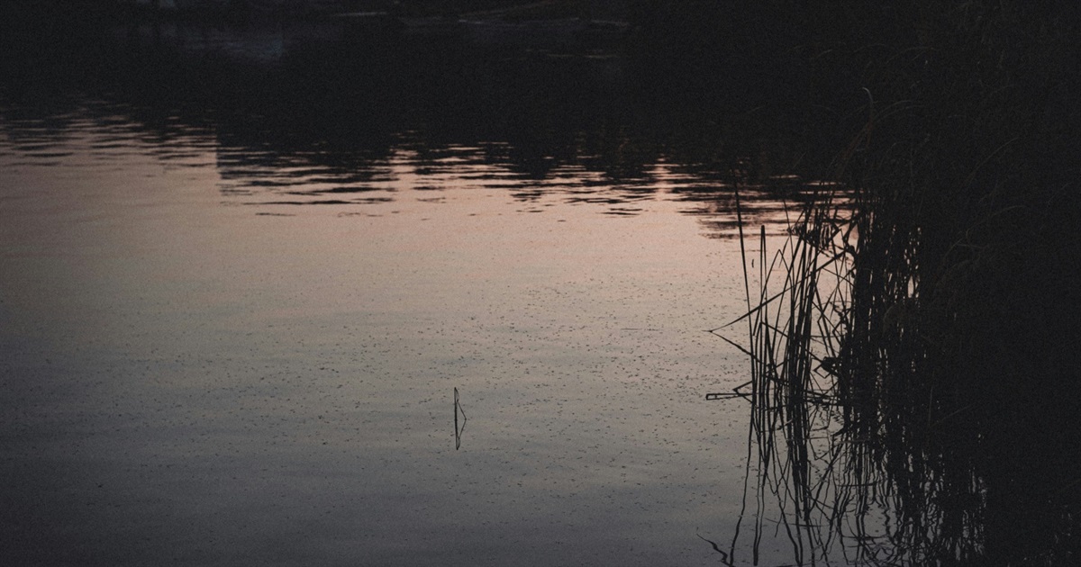 Не тільки користуються, а й дбають: кагарлицьке товаристово "Рибалка" зарибило ставок