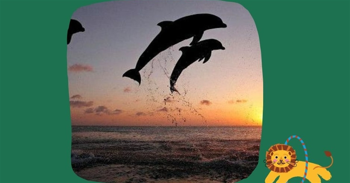 Екорішення 20. Я не ходжу до цирку з тваринами та дельфінарію