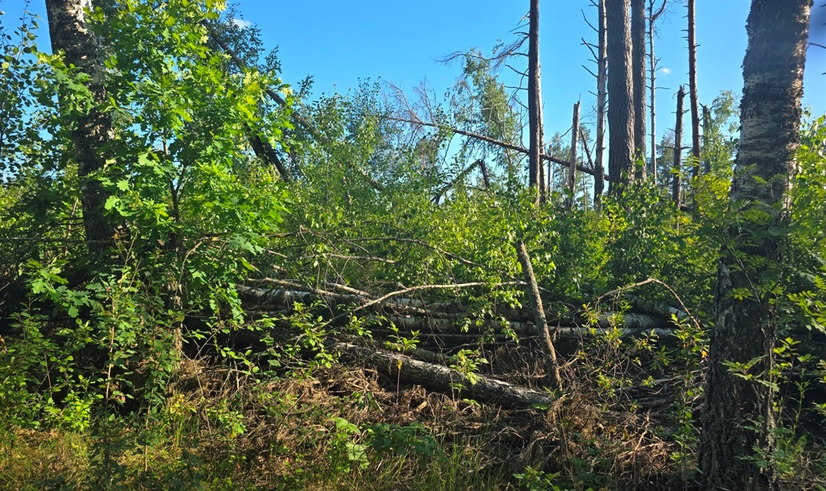 новини Шостки