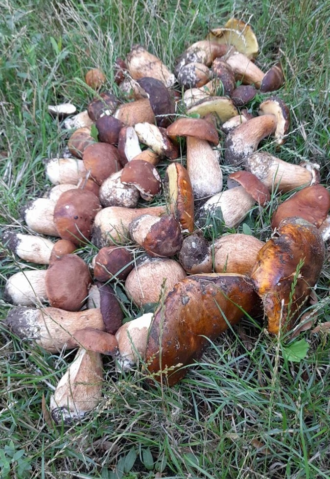 Білі гриби, боровики