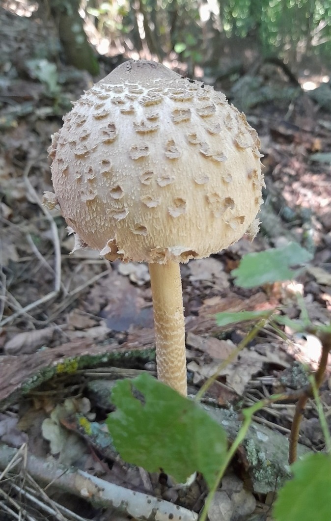 Парасолька