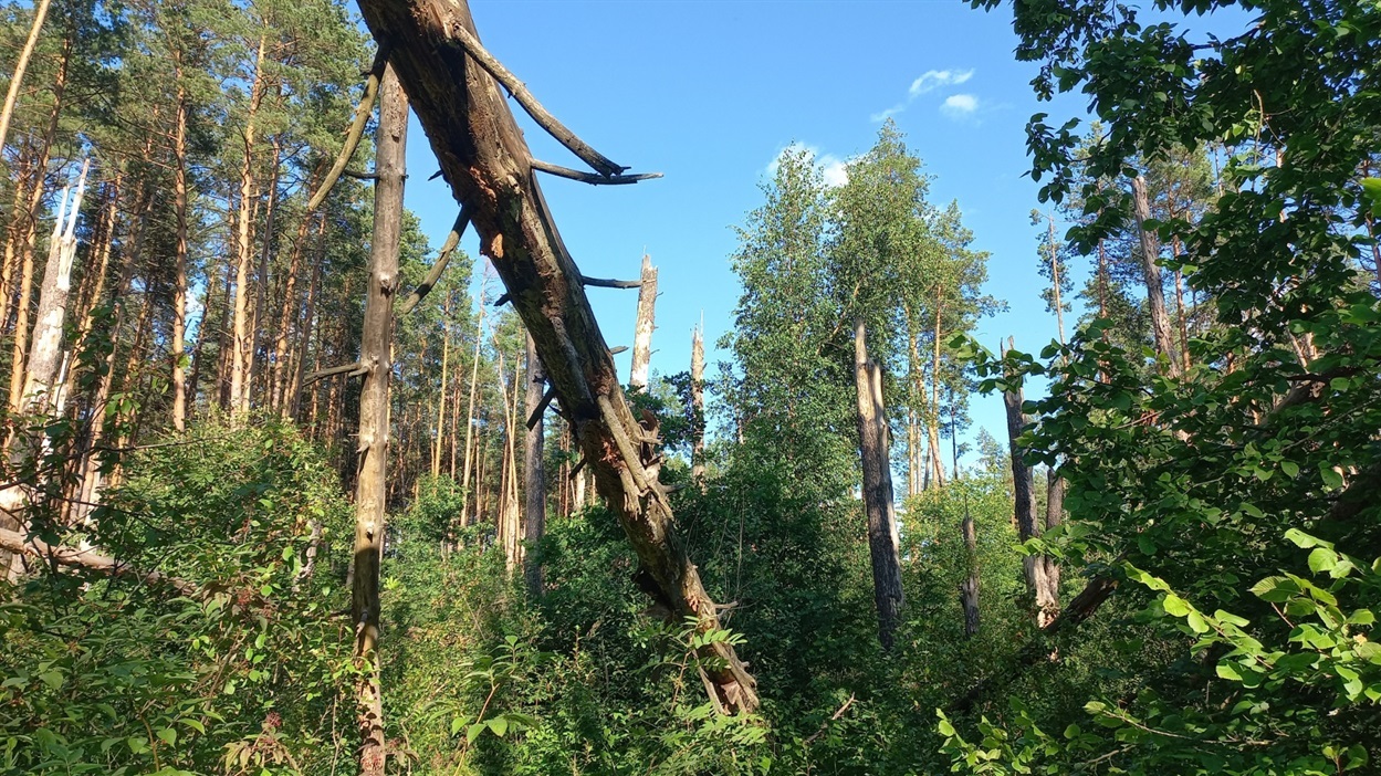 новини Шостки