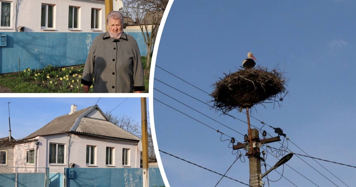 На Лугову в Петропавлівці повернулася пара лелек, які щороку приносять спогади та кохання