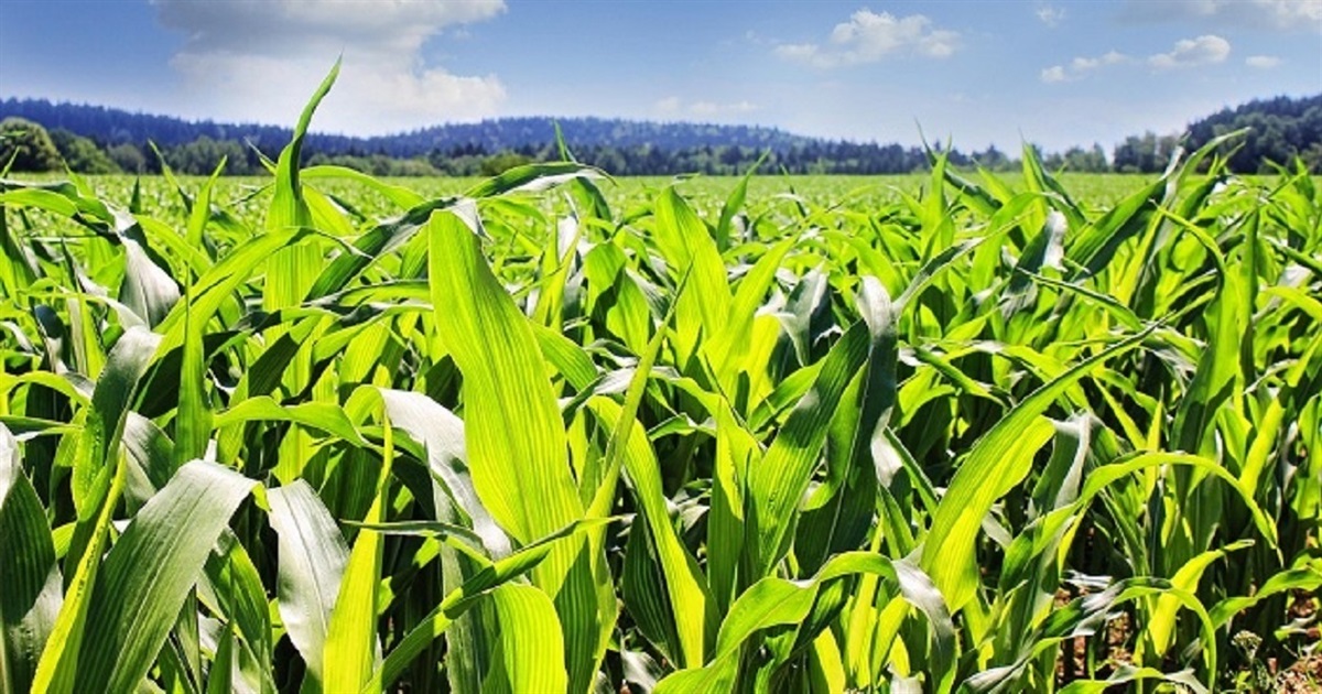 Агротрейд — агромагазин, де вигідно купити агротовари онлайн із гарантією