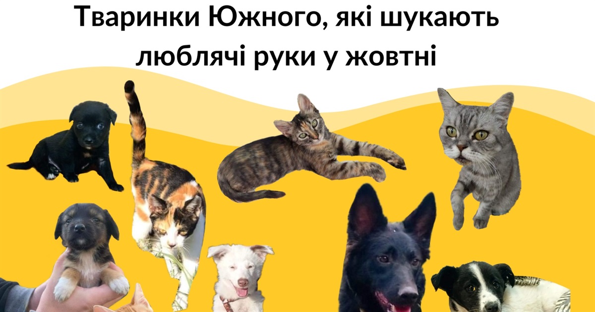 Тваринки Южного, які шукають люблячі руки у жовтні (ФОТО)