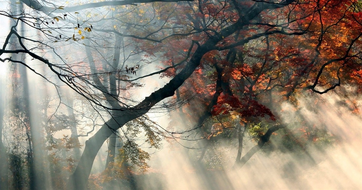 Туманно та хмарно з проясненням: що прогнозують синоптики найближчими днями
