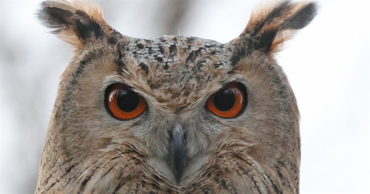 Чотири пугачі повернулися у дику природу дельти Дунаю