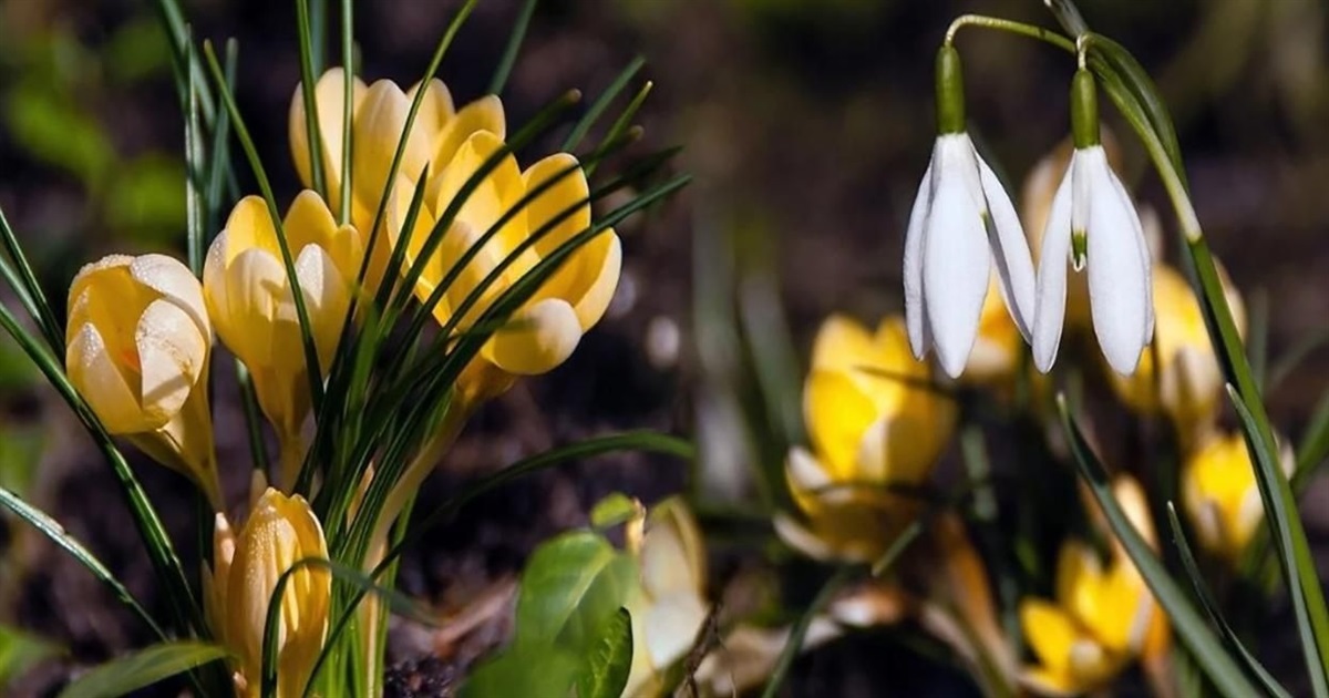 На початку наступного тижня на Сумщині очікуємо нічних заморозків до -3: прогноз погоди